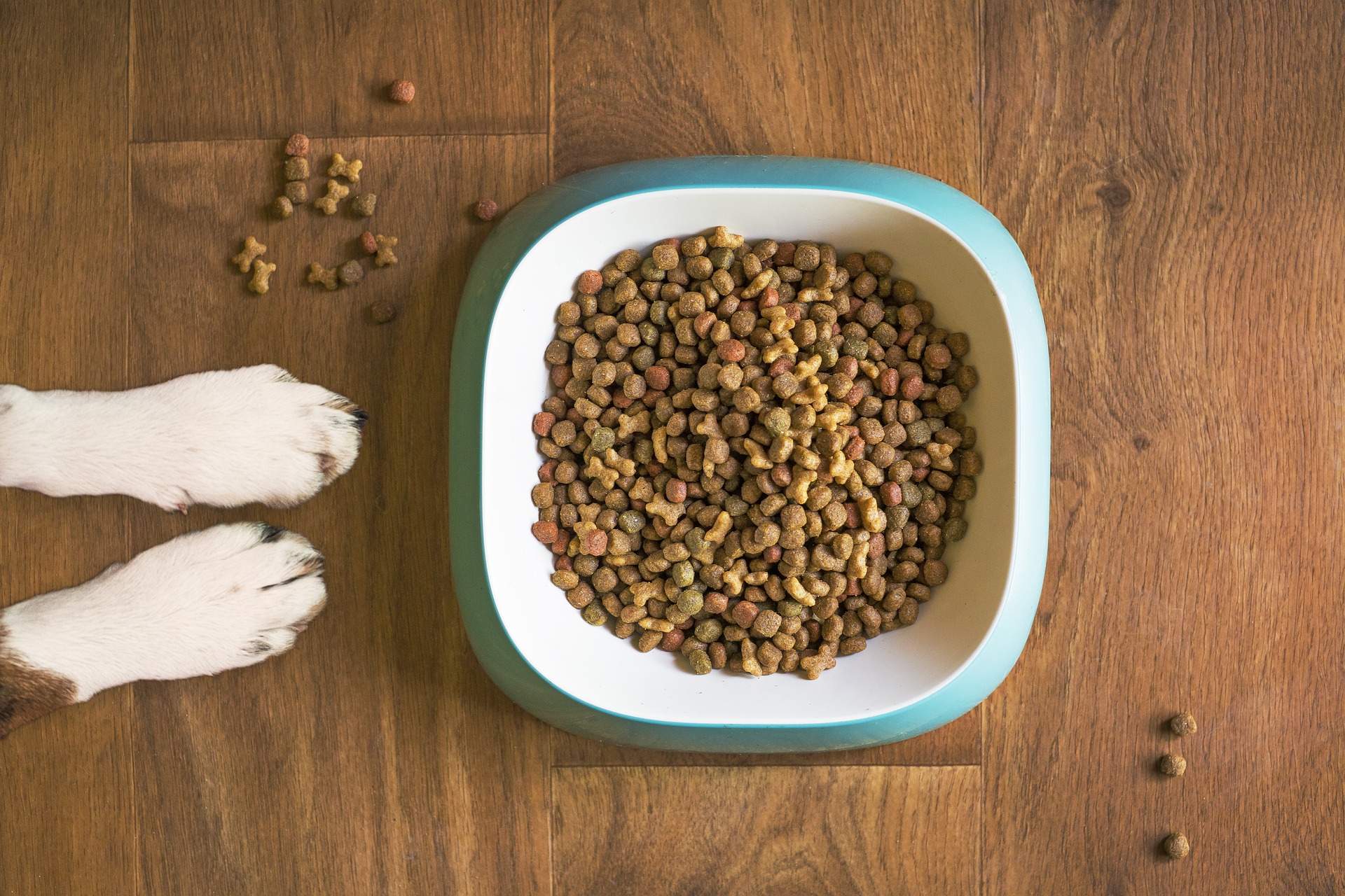 Jak podpořit chuť k jídlu u psa