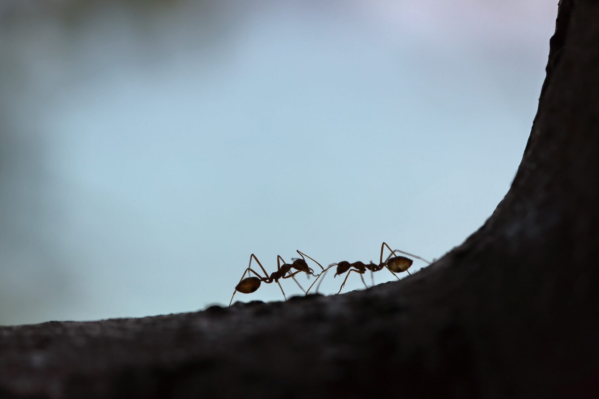 Jak vypadá kousnutí od mravence
