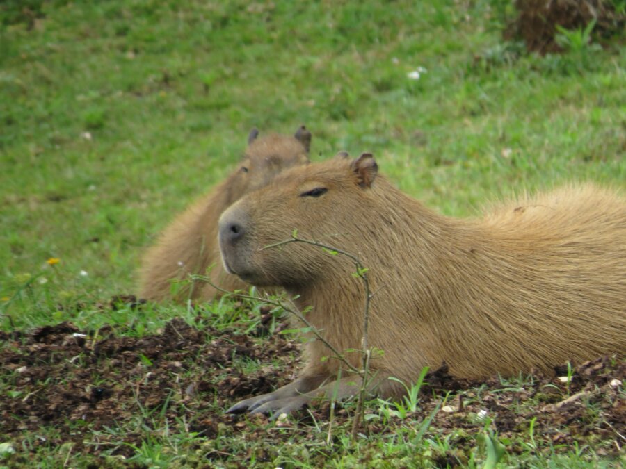 Kolik stojí kapybara
