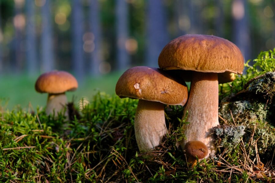 Jak dlouho vydrží houby v mrazáku
